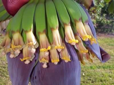 bananaflower2a