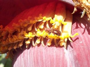bananawasp2