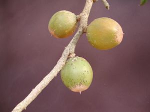grn-sapote