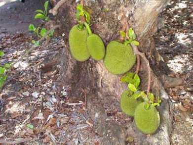 jackfruit1