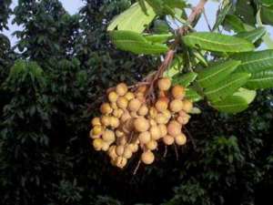 longan1