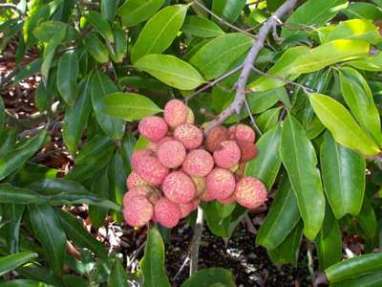 lychee