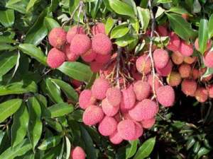 lychee2