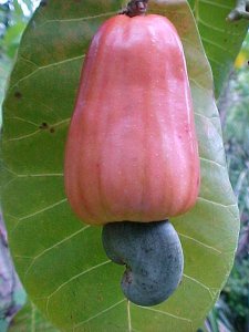 ph01Anacardium_occidentale_Cashew
