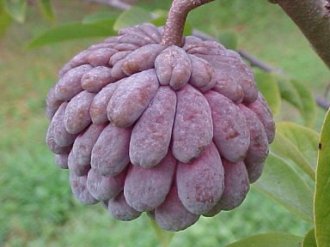 ph01Annonasquamosa_RedSugarApple