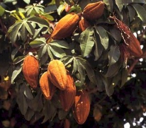 ph01Pachira_insignis_GuianaorMalabarchestnut