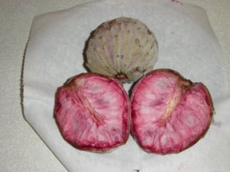 ph02Annonadiversifolia_llama