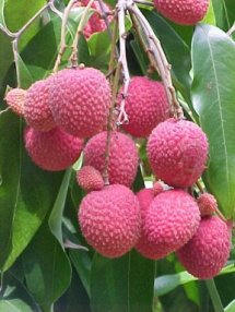ph02Lytchichinensis_Lychee