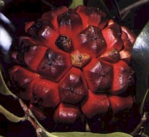 ph03Duguetia_lanceolata_Pindaiba