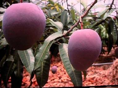 ph03Mangifera-indica_Keittmango