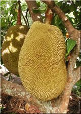 ph04Artocarpus_heterophyllus_Jackfruit