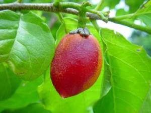 ph04Bunchosia_armeniaca_PeanutbutterFruit2