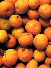 ph04Eugeniadysenterica_Cagaita