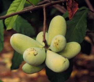 ph05Asiminiatriloba_pawpaw