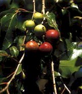 ph05Flacortiajangomas_Coffee_Plum