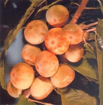 ph05Pouteria_sp._Ross_sapote