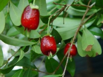 ph07Eugeniaaggregata_CherryoftheRioGrande