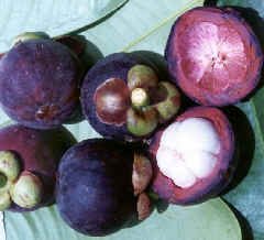 ph07Garcinamangostana_mangosteen