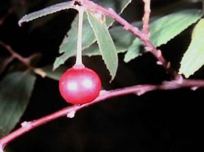 ph07Muntingiacalabura_Jamaicancherry_strawberrytree