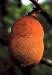 ph07Theobromagrandiflorum_Cupuassu