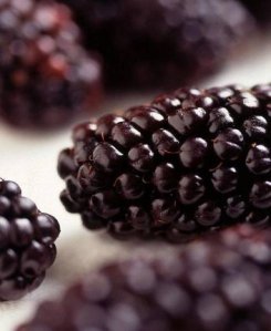 ph08Morusnigra_mulberry