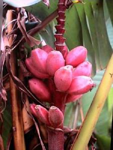 ph08Musavelutina_ornamentalbanana