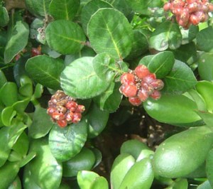 ph08Rhusintegrifolia_Lemonadeberry