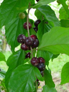 ph09Flacourtiainermis_Lori-Lori