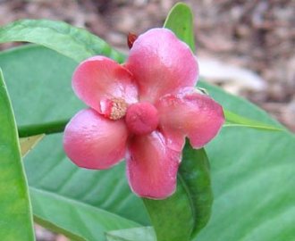 ph09Garcinaprainiana_Buttonmangosteen