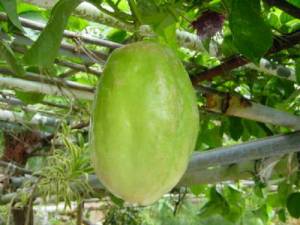 ph09Passifloraquandrangularis_granadilla