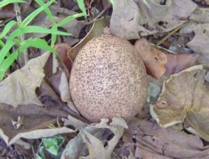 ph10Mammeaamericana_Mameyapple