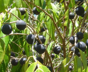 ph10Myrciariavexator_Blue_grape