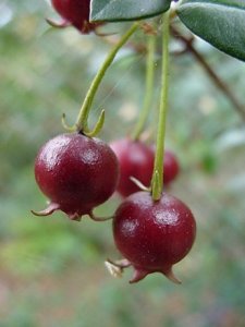 ph10Ugnimolinae_Chileanguava